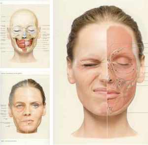 gezicht Atlas van de klinische anatomie |